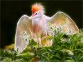 201 - CATTLE EGRET SHOWS OFF - NGUYEN KIM-LOAN - united states